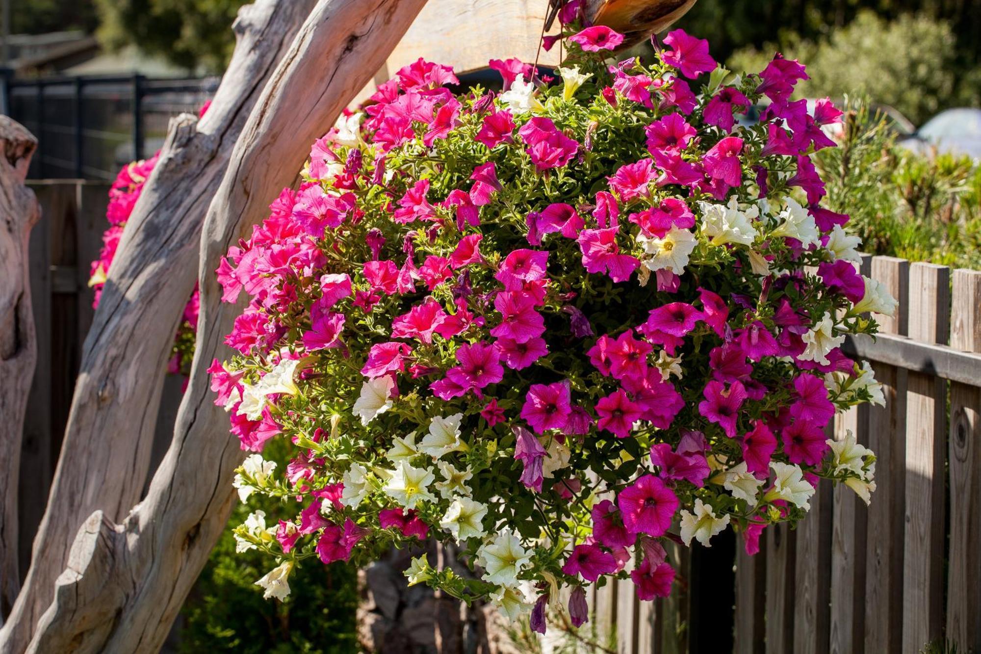 Vila Sraige Palanga Luaran gambar